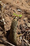 Euphorbia ankarensis Diego Suarez Sakalava Bay GPS235 Mad 2015_0510.jpg